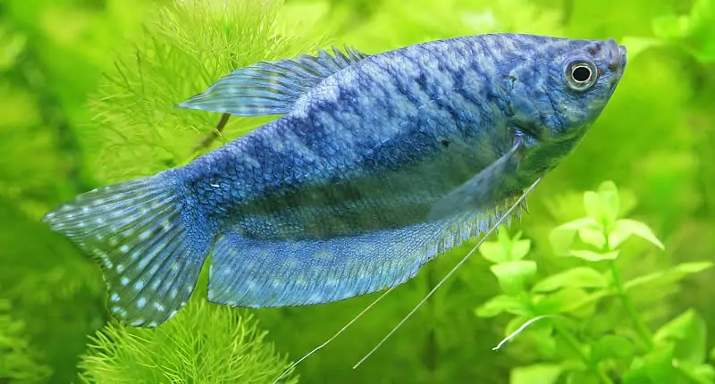 Trichogaster trichopterus, Blauer Fadenfisch