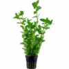 Bacopa caroliniana Tropica Aquariumpflanze