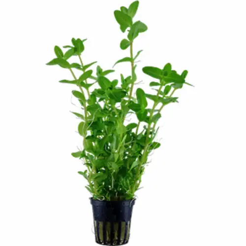 Bacopa caroliniana Tropica Aquariumpflanze