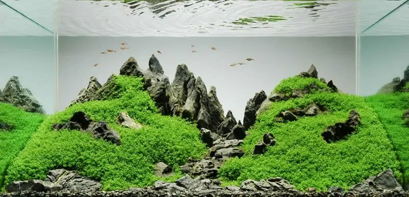 Iwagumi Aquarium- Aquascape-Stil nach japanischem Vorbild