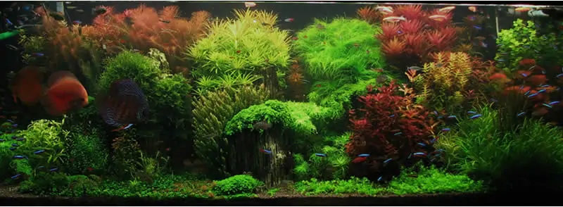Holländisches Aquarium