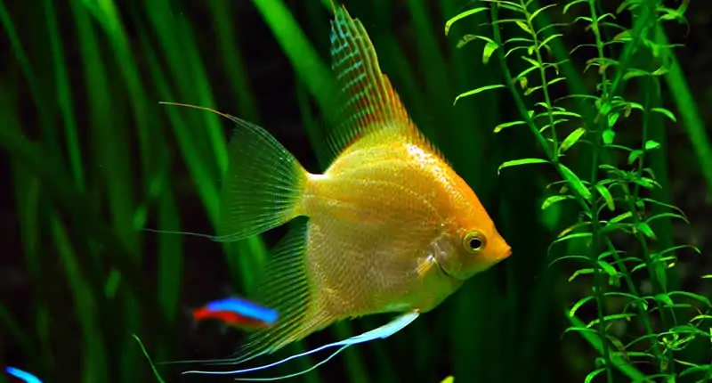 pH-Wert Aquarium