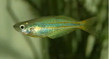 Axelrods Regenbogenfisch