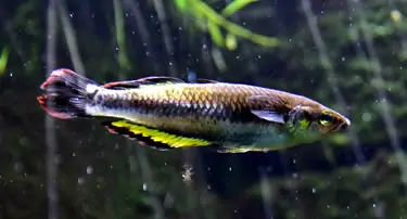 Bedotia geayi, Regenbogenfische