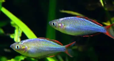 Melanotaenia praecox, Regenbogenfische
