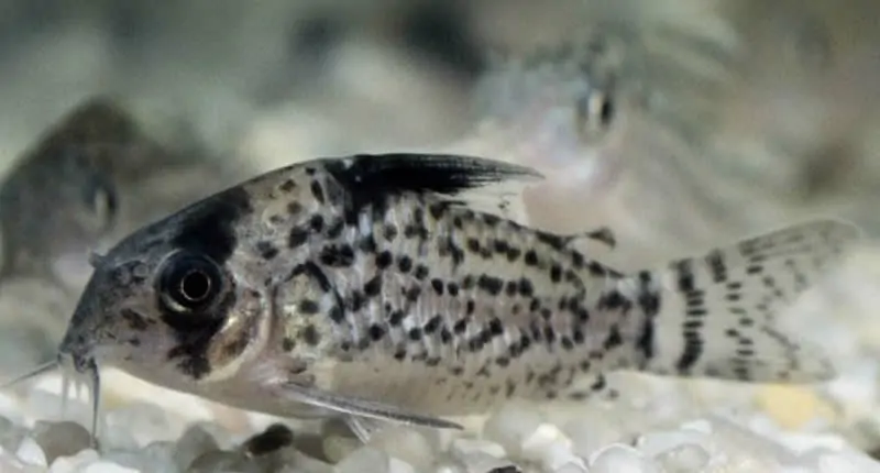 Schwarzflossen-Panzerwels (Corydoras leucomelas)