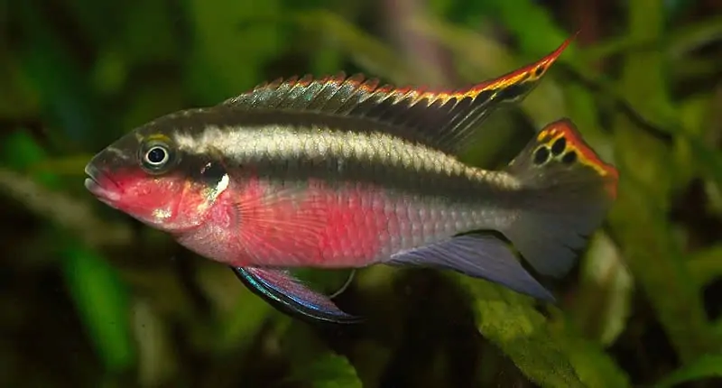 Purpurprachtbarsch, Pelvicachromis pulcher