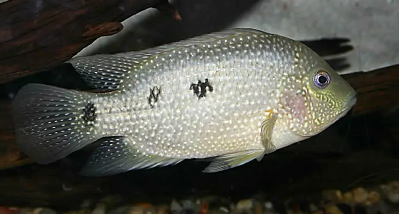 Perlcichlide (Herichthys cyanoguttatus)