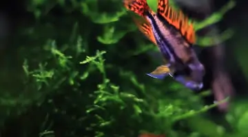 Video Kakadu-Zwergbuntbarsch
