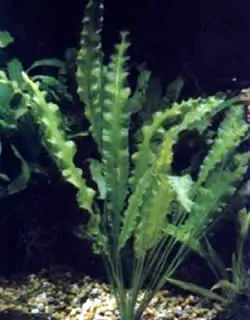 Aponogeton crispus, Krause Wasserähre