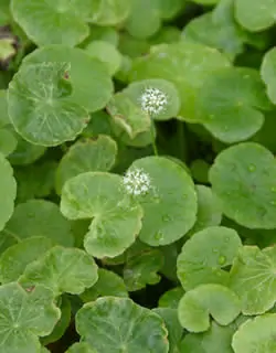 Hydrocotyle leucocephala, Brasilianischer Wassernabel