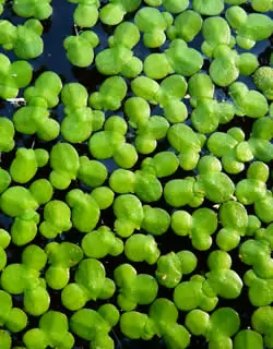 Lemna minor, schnellwüchsige Wasserlinse