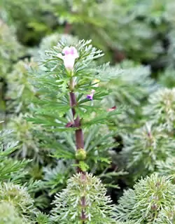 Limnophila Sessiliflora, schnell wachsender Blütenstielloser Sumpffreund