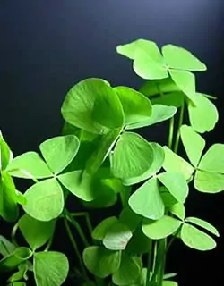 Marsilea Hirsuta, Australischer Kleefarn