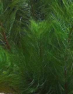 Myriophyllum Pinnatum, Rotstängliges Tausendblatt