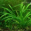Sagittaria subulata kaufen