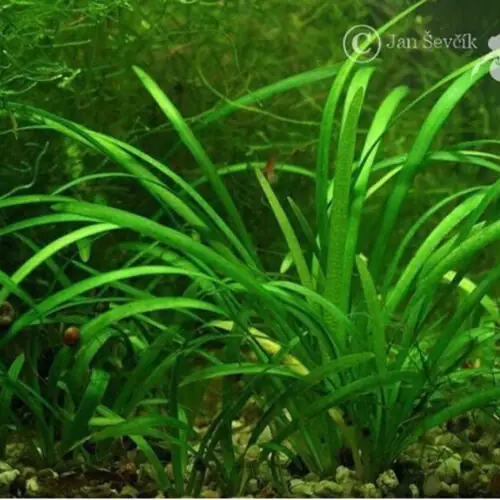 Sagittaria subulata kaufen