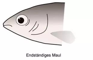Endständiges Maul