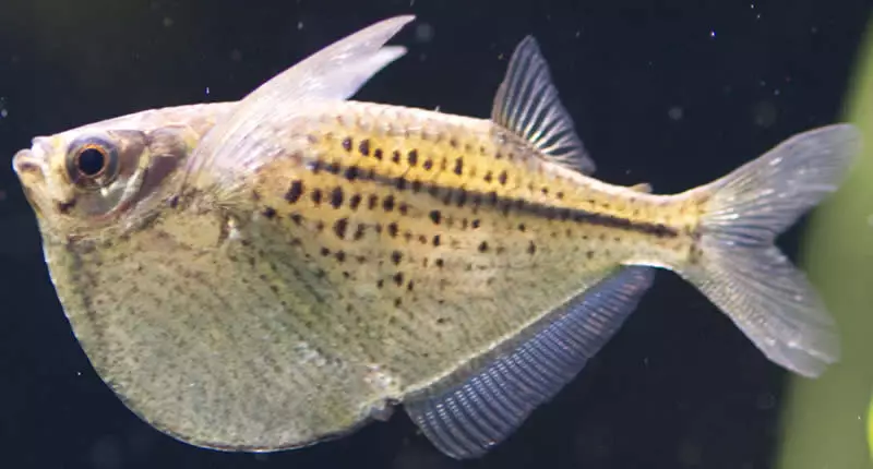 Unterschiedliche Fischmäuler
