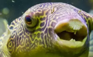 Kugelfischmaul