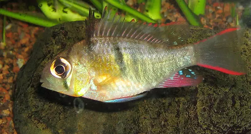 Mikrogeophagus altispino, Bolivianischer Schmetterlingsbuntbarsch