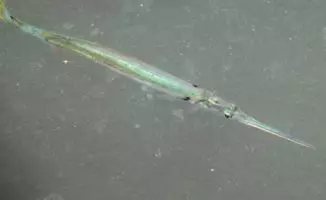 Nadelfisch