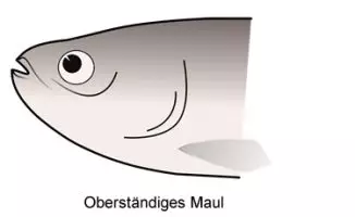Oberständiges Maul