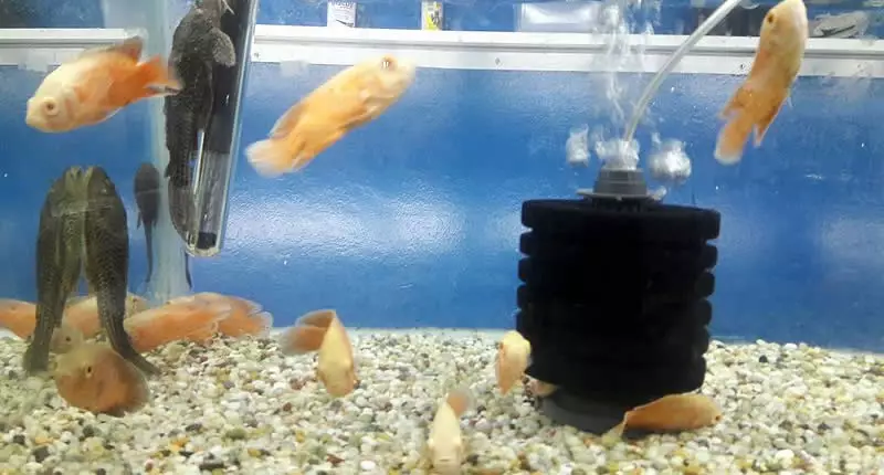 Schwammfilter im Aquarium