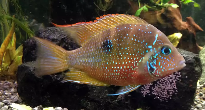 Stress bei Fischen