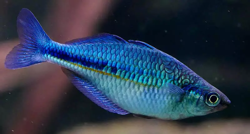 Aquamarin-Regenbogenfisch, Melanotaenia lacustris