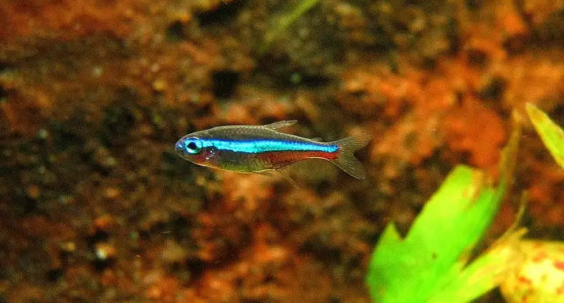 Blauer Neon (Paracheirodon simulans)