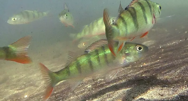 Jungfische richtig ernähren