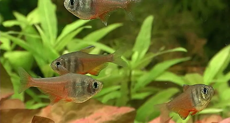 Roter von Rio (Hyphessobrycon flammeus)