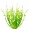 Vallisneria spiralis Tortifolia