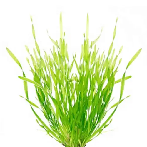 Vallisneria spiralis Tortifolia