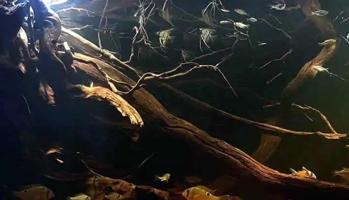 Río Putumayo – Faszinierende Biotope und Aquariengestaltung aus Südamerika