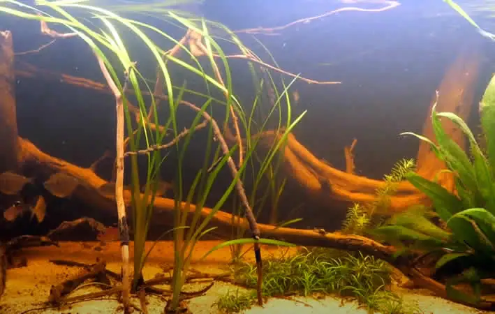 Río Guaytiquía – Ein einzigartiges kolumbianisches Biotop-Aquarium